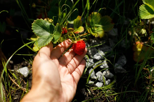 Erdbeerpflanze Wächst Stadtgarten Erdbeeren Von Hand Aus Nächster Nähe Ernten — Stockfoto