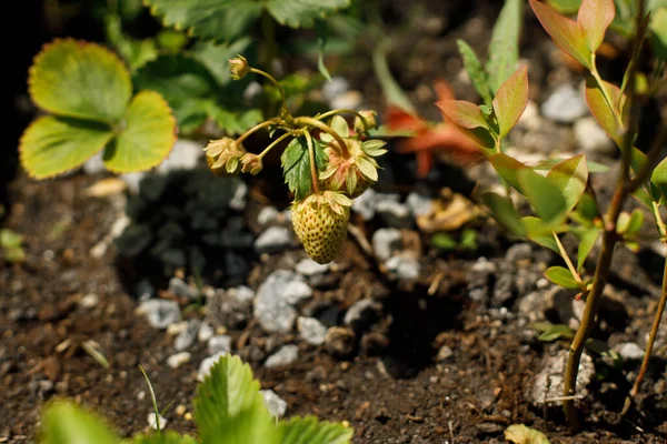 Erdbeerpflanze Wächst Stadtgarten Erdbeeren Und Blätter Aus Nächster Nähe Heimische — Stockfoto