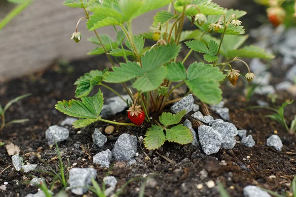 Erdbeerpflanze Wächst Stadtgarten Reife Walderdbeeren Und Blumen Aus Nächster Nähe — Stockfoto