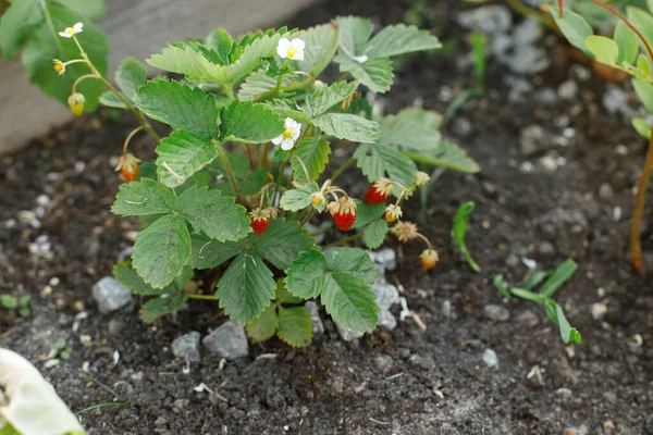 Strawberry plant growing in urban garden. Ripe wild strawberry berries and flowers close up. Home grown food and organic berries. Community garden