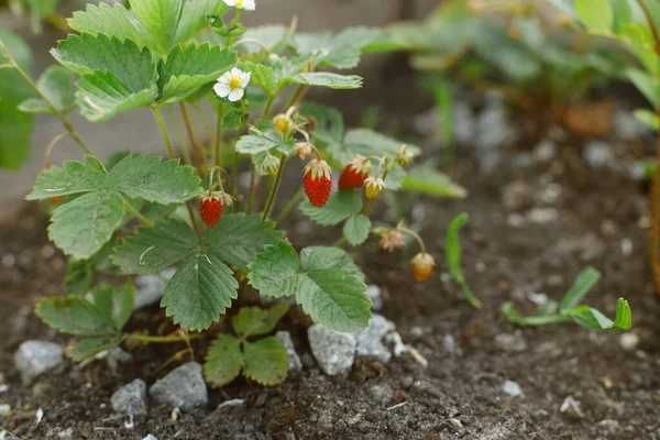 Erdbeerpflanze Wächst Stadtgarten Reife Walderdbeeren Und Blumen Aus Nächster Nähe — Stockfoto