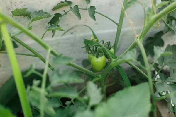 Tanaman Tomat Tumbuh Taman Kota Tomat Hijau Dan Bunga Menutup — Stok Foto