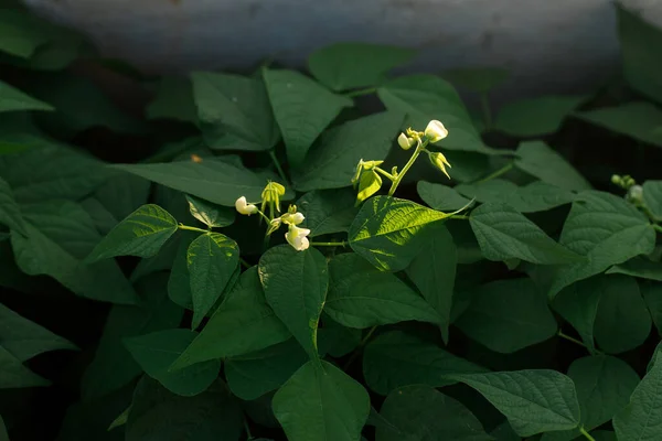 都会の庭で栽培されている緑豆 アスパラガス豆の花や葉を閉じます 自家製の食品や有機野菜 コミュニティガーデン — ストック写真
