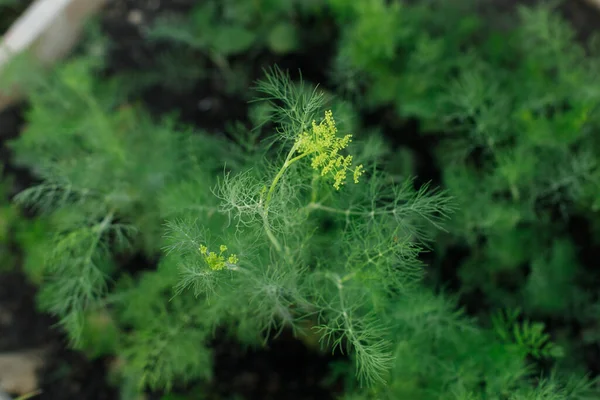 Dill growing in urban garden. Dill leaves close up. Home grown food and organic aromatic herbs. Community garden