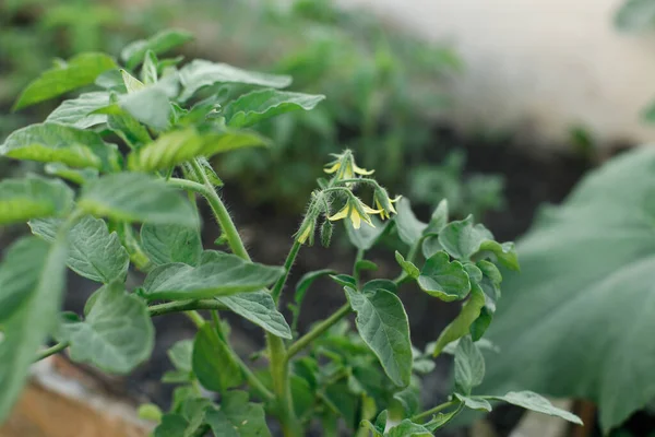 Tomatenpflanze Wächst Stadtgarten Grüne Tomaten Und Blumen Aus Nächster Nähe — Stockfoto