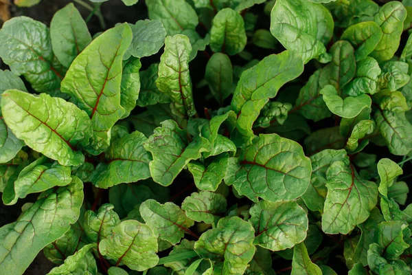 Mangold Wächst Städtischen Garten Gartenrüben Und Salatblätter Aus Nächster Nähe — Stockfoto