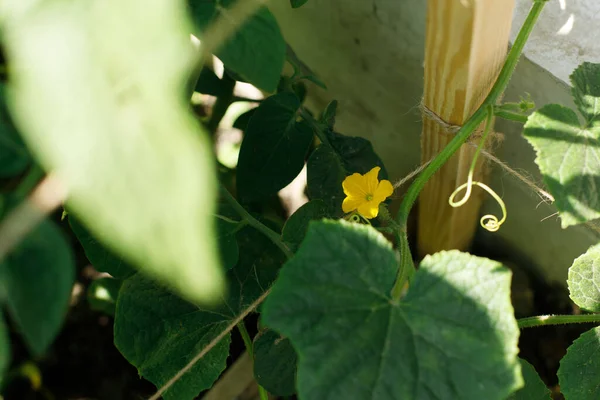 Cucumber growing in urban garden. Cucumber flowers and leaves close up. Home grown food and organic vegetables. Community garden