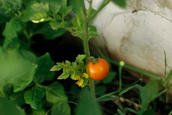番茄种植在城市花园 红熟的西红柿关门了 家庭种植的食物和有机蔬菜 社区花园 — 图库照片