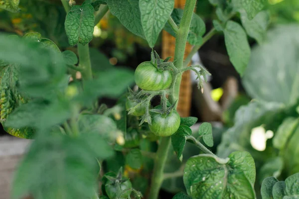 Tomatenpflanze Wächst Stadtgarten Grüne Tomaten Und Blumen Aus Nächster Nähe — Stockfoto