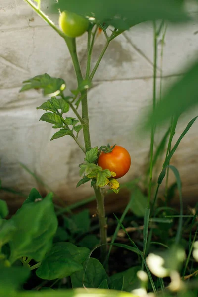 Tomatenpflanze Wächst Stadtgarten Rote Reife Tomaten Aus Nächster Nähe Heimische — Stockfoto