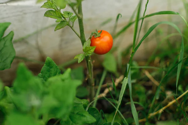 番茄种植在城市花园 红熟的西红柿关门了 家庭种植的食物和有机蔬菜 社区花园 — 图库照片