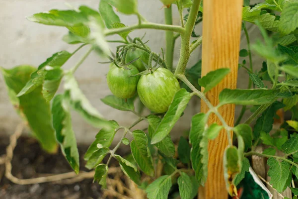 番茄种植在城市花园 绿色的西红柿和花朵紧密相连 家庭种植的食物和有机蔬菜 社区花园 — 图库照片