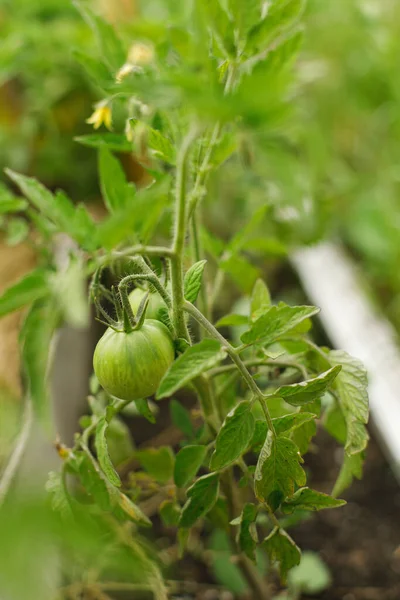 番茄种植在城市花园 绿色的西红柿和花朵紧密相连 家庭种植的食物和有机蔬菜 社区花园 — 图库照片