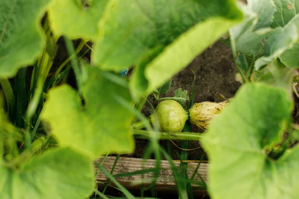 南瓜生长在城市园林里 南瓜和花紧密相连 家庭种植的食物和有机蔬菜 社区花园 — 图库照片