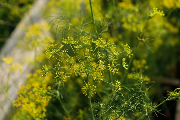 Dill Growing Urban Garden Dill Leaves Flowers Close Home Grown — Stock Photo, Image