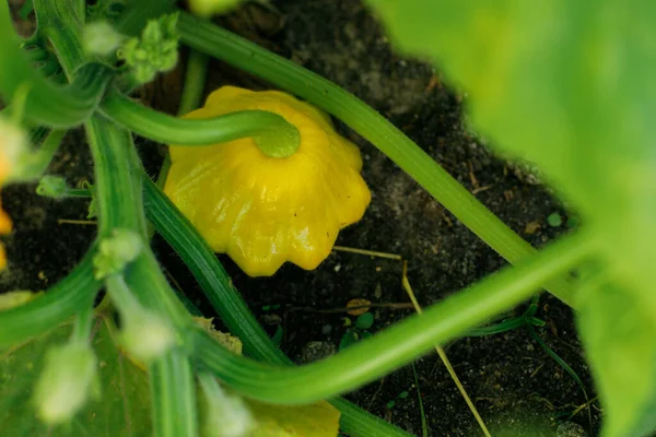 Pattypan growing in urban garden. Pumpkin pattypan plant and flower close up. Home grown food and organic vegetables. Community garden