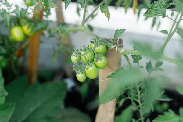 Tanaman Tomat Tumbuh Taman Kota Tomat Hijau Mendekat Makanan Rumahan — Stok Foto