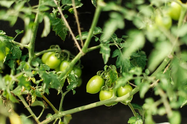 Tanaman Tomat Tumbuh Taman Kota Tomat Hijau Mendekat Makanan Rumahan — Stok Foto