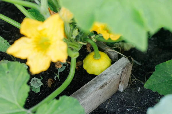 在城市花园生长的鸭嘴兽 番石榴和花卉紧密相连 家庭种植的食物和有机蔬菜 社区花园 — 图库照片