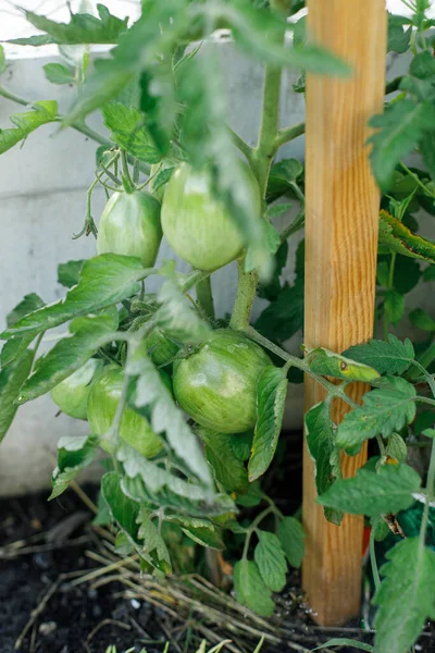 Tomatenpflanze Wächst Stadtgarten Grüne Tomaten Aus Nächster Nähe Heimische Lebensmittel — Stockfoto