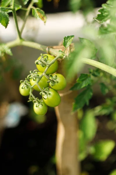 Tomatenpflanze Wächst Stadtgarten Grüne Tomaten Aus Nächster Nähe Heimische Lebensmittel — Stockfoto