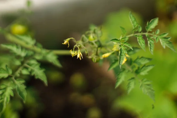 Tanaman Tomat Tumbuh Taman Kota Tomat Bunga Menutup Makanan Rumahan — Stok Foto