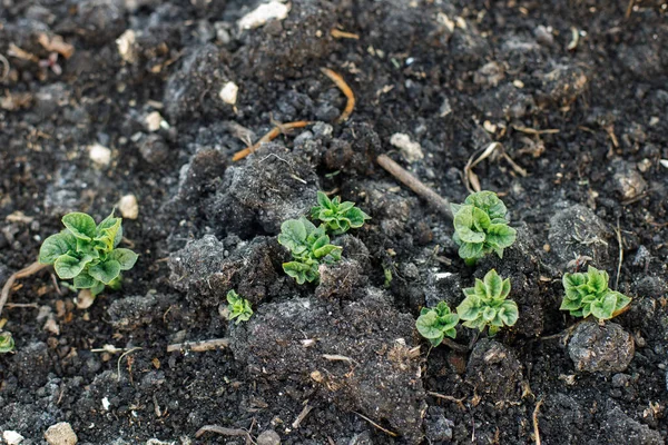 从土壤中生长的土豆 城市花园 土豆芽靠得很近 家庭种植的食物和有机蔬菜 社区花园 — 图库照片