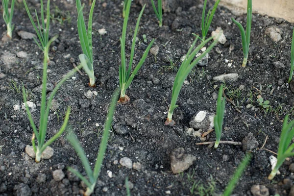 Onion growing in urban garden. Onion green stems close up. Home grown food and organic vegetables. Community garden