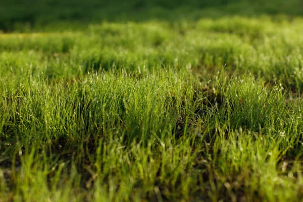 Grünes Rasengras Aus Nächster Nähe Sonnenlicht Sommergarten Und Rasen Grünes — Stockfoto