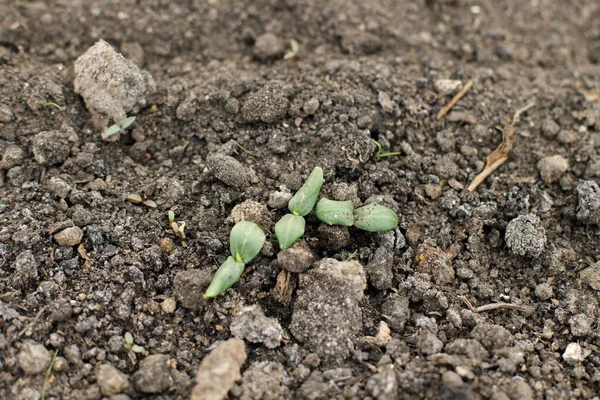 Şehir Bahçesinde Salatalık Yetişiyor Salatalık Yaprakları Filizler Yakın Yapımı Yiyecekler — Stok fotoğraf