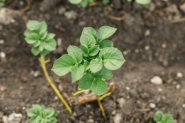 从土壤中生长的土豆 城市花园 土豆芽靠得很近 家庭种植的食物和有机蔬菜 社区花园 — 图库照片