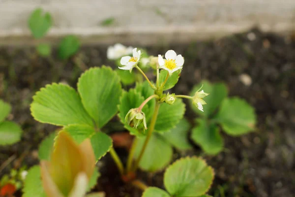 Erdbeerpflanze Wächst Stadtgarten Erdbeerblätter Und Blüten Aus Nächster Nähe Heimische — Stockfoto