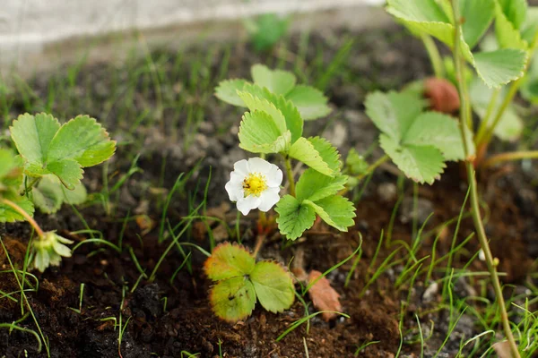 Strawberry plant growing in urban garden. Strawberry leaves and flowers close up. Home grown food and organic berries. Community garden