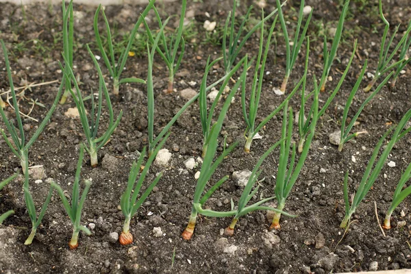 Onion Growing Urban Garden Onion Green Stems Close Home Grown — Stock Photo, Image