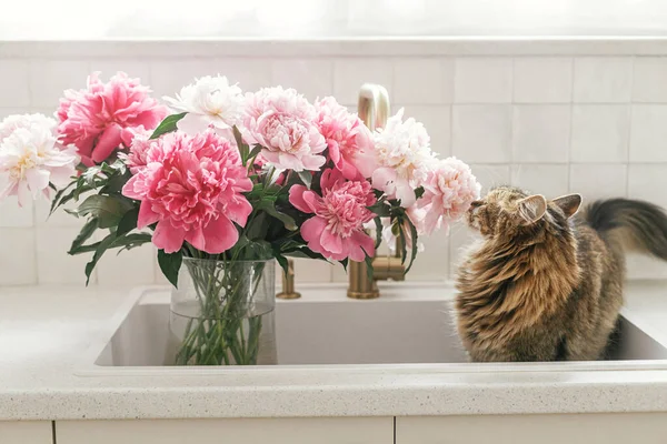 新しいスカンディナヴィアの家にある真鍮製の蛇口と白いカウンターを背景に 美しい牡丹の香りがするかわいい猫 モダンなキッチンインテリアのペットとピンクの牡丹の花 — ストック写真