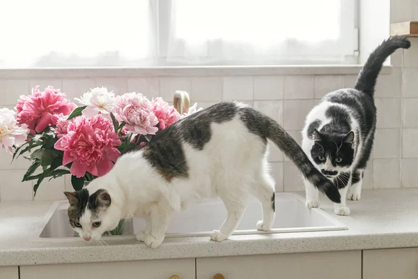 新しいスカンディナヴィアの家の真鍮製の蛇口と白いカウンターを背景に かわいい猫と美しい牡丹が沈みます モダンなキッチンインテリアのペットとピンクの牡丹の花 — ストック写真