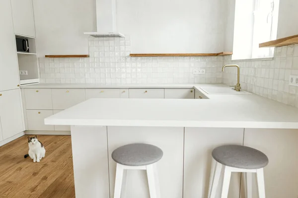 Drăguț Pisică Așezat Dulapuri Moderne Bucătărie Albă Elegantă Detalii Din — Fotografie, imagine de stoc