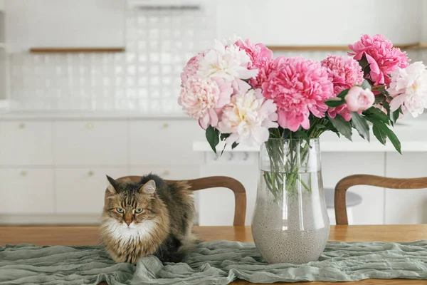 新しいスカンディナヴィアの家のスタイリッシュなモダンな白いキッチンを背景に 木製のテーブルの上に花瓶の美しい牡丹に座ってかわいい猫 ペットと夏の花の配置 — ストック写真