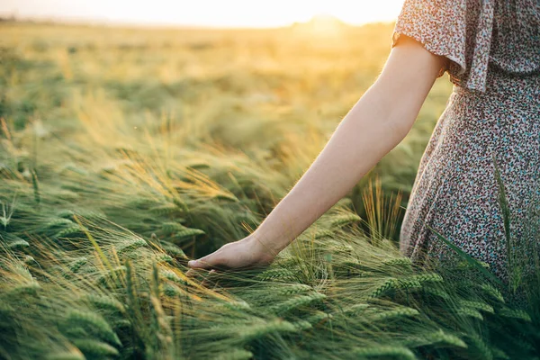 Wanita Tangan Menyentuh Barley Telinga Menutup Bawah Sinar Matahari Terbenam — Stok Foto