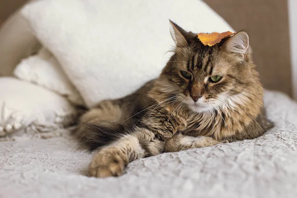 Roztomilá Kočka Podzimním Listem Hlavě Ležící Posteli Stylovém Moderním Pokoji — Stock fotografie