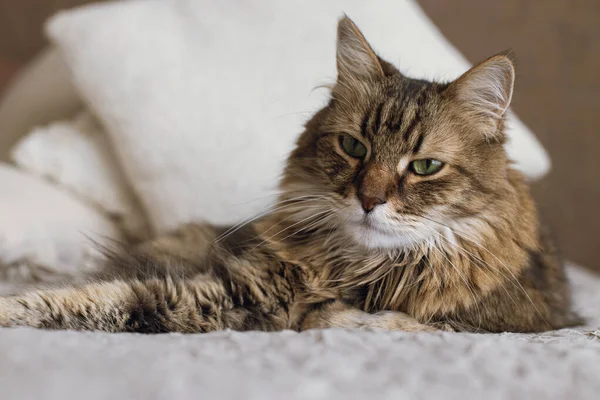 Портрет Чарівної Серйозної Таббі Кішки Розслабляється Ковдрі Подушках Милий Кіт — стокове фото