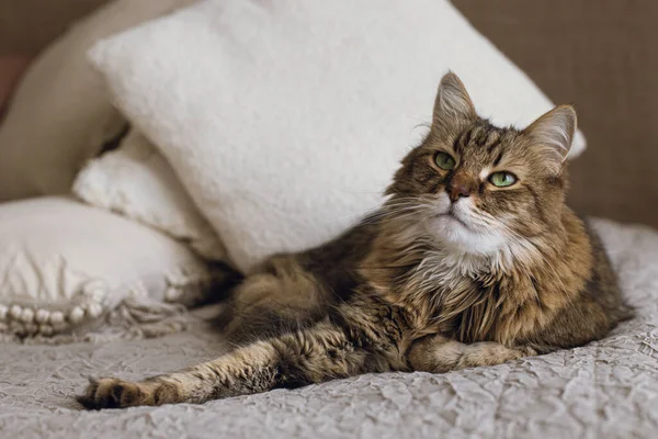 スタイリッシュなモダンな部屋でベッドの上に寝そべってかわいい猫 ペットと居心地の良い家 毛布と枕でリラックス愛らしい本格的なタビー猫の肖像画 混合品種メインコーン — ストック写真