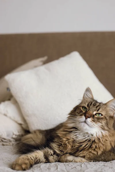 Lindo Gato Acostado Cama Elegante Habitación Moderna Mascotas Acogedora Casa — Foto de Stock