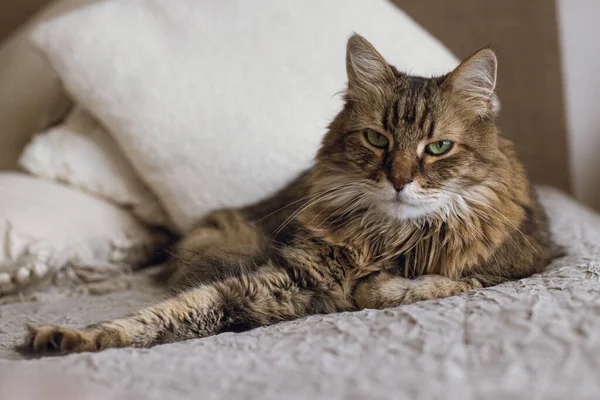 可爱的猫躺在床上的时髦的Boho房间 可爱的胖胖的猫躺在毛毯和枕头上休息的画像 宠物和舒适的家 杂交种西伯利亚猫科动物看着相机 — 图库照片