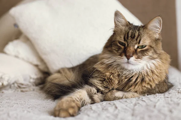 Retrato Adorável Gato Sério Tabby Relaxante Cobertor Travesseiros Gato Bonito — Fotografia de Stock