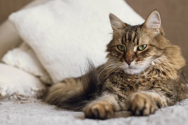 Retrato Adorable Gato Tabby Serio Relajándose Sobre Manta Almohadas Lindo —  Fotos de Stock