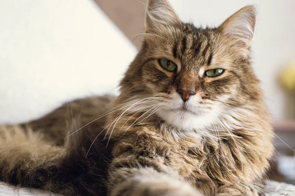 毛布と枕でリラックス愛らしい本格的なタビー猫の肖像画 スタイリッシュなモダンな部屋でベッドの上に寝そべってかわいい猫 ペットと居心地の良い家 混合品種シベリアンフェライン見ますカメラ — ストック写真