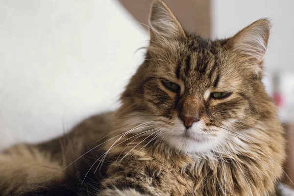 Roztomilá Kočka Ležící Posteli Stylovém Boho Pokoji Portrét Rozkošné Vážný — Stock fotografie