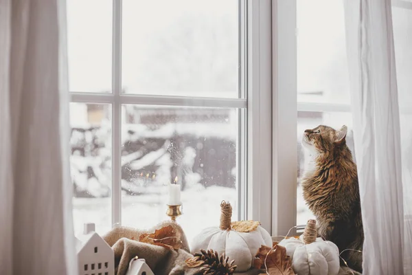 Cute Cat Looking Window Sitting Pumpkins Pillows Fall Leaves Candle — Stockfoto