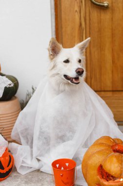 Şeker mi şaka mı? Evin önünde Jack o fener kabağı, örümcek ağı ve mumlarla korkunç köpek hayaleti. Cadılar Bayramı dekorunda hayalet gibi giyinmiş şirin beyaz köpek yavrusu. Mutlu Cadılar Bayramı